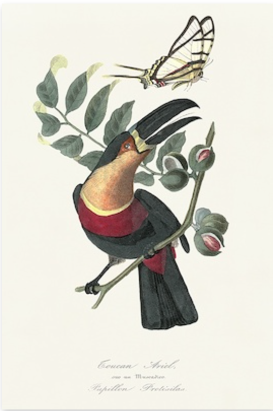 Toucan on Nutmeg II 24x36